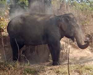 elephant taking a dust bath