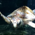 Sea Turtle at Aquarium - Luci H - 14