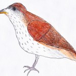"Brown Thrasher" by Grayson - age 8