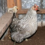 Andrew DeHaven - Mama Hen and Chick - photography - 7
