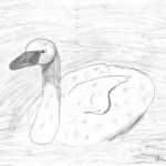 Austin Wiggins - The Swan - graphite - 11