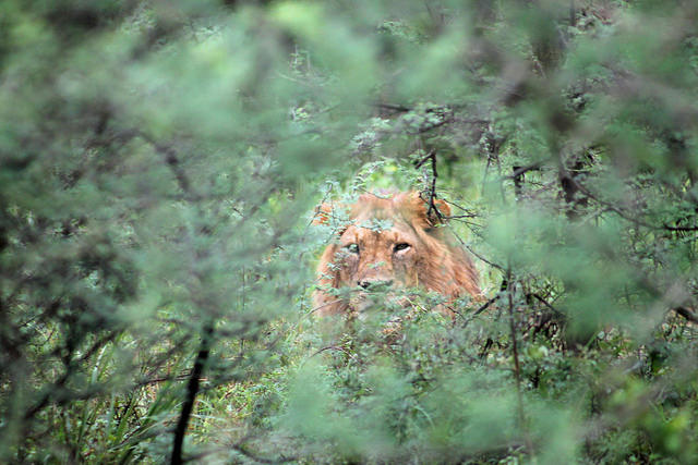 Jake, 13, Lion in the Bush, photography